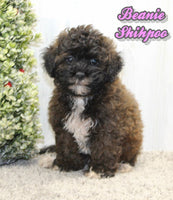 Beanie Female Shihpoo $725