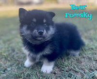 Bear Male Pomsky $475