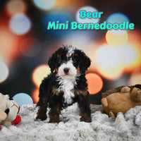 Bear Male Mini Bernedoodle $1150