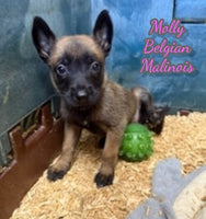 Molly Female AKC Belgian Malinois $2500