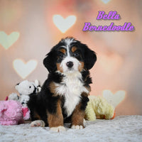 Bernedoodle