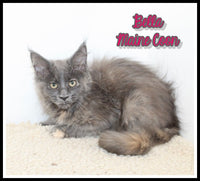 Bella Female Maine Coon $1400