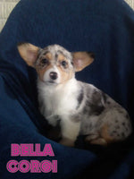 Bella Female Corgi $475