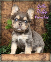 Bella Female AKC Fluffy French Bulldog $1850