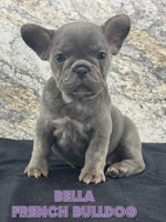 Bella Female AKC French Bulldog $1400