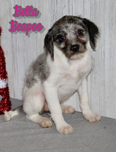 Beapoo Bella Female Beapoo $475 | spoiled pets rus