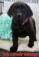 Bella Female AKC Labrador Retriever $950