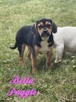 Bella Female Puggle $499