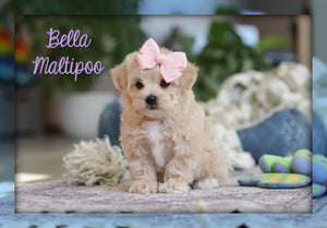 Maltipoo