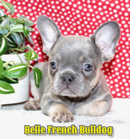 Belle Female AKC French Bulldog $1495