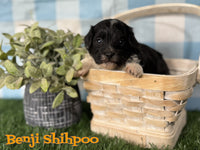 Benji Male Shihpoo $950