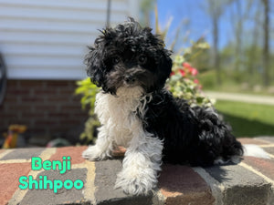Shihpoo