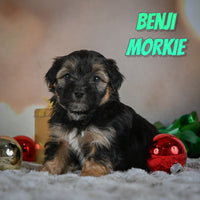 Benji Male Morkie $950