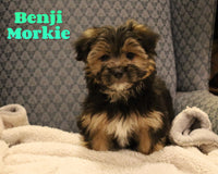 Benji Male Morkie $950