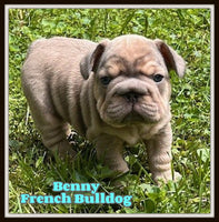 Benny Male AKC French Bulldog $2500