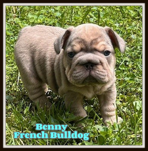 French Bulldog