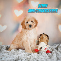 Benny Male Mini Goldendoodle $1000