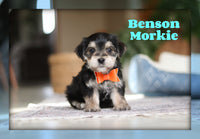 Benson Male Morkie $1600
