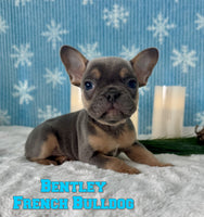 Bentley Male AKC French Bulldog $2500