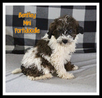 Bentley Male Mini Portidoodle $1395
