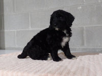 Kelly Female Bernedoodle $1500