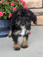 Bernedoodle