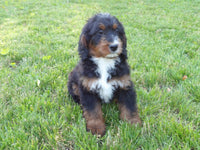 Bernedoodle