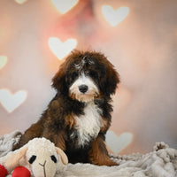  Bernedoodle