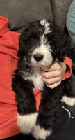 Bernedoodle