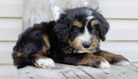 Bernedoodle