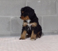 Bernedoodle
