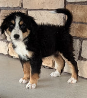 Bernedoodle