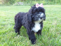 Bernedoodle