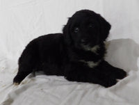 Bernedoodle