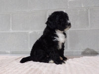 Rosy Female Bernedoodle $1500