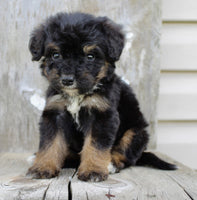 Bernedoodle