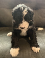 Bernedoodle