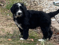 Bernedoodle