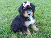 Lacy Female Bernedoodle $1150