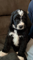 Bernedoodle