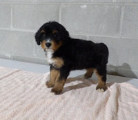 Bernedoodle