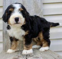 Bernedoodle