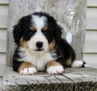 Bernedoodle