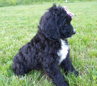 Bernedoodle