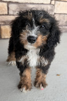 Bernedoodle