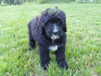 Bernedoodle