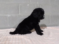 Bernedoodle