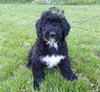 Bernedoodle