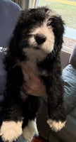 Bernedoodle