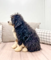  Mini Bernedoodle 